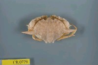 藏品(武裝筐形蟹)的圖片